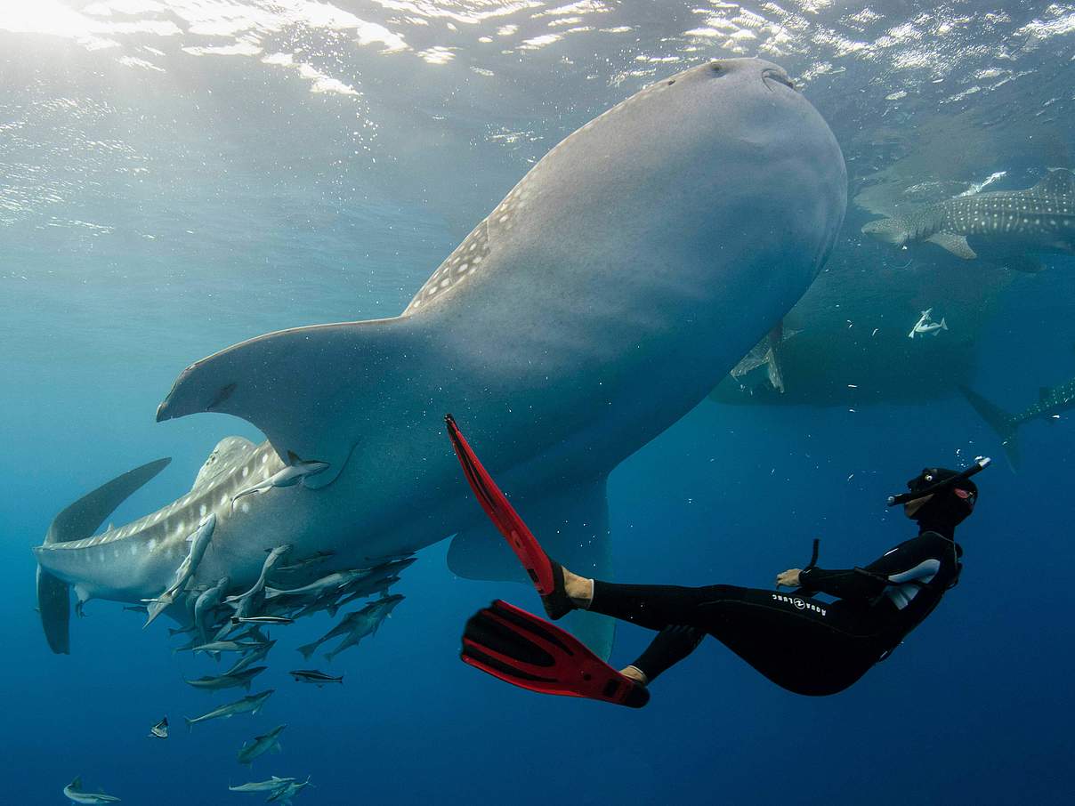 Schnorcheln mit Walhaien © imago images / Nature Picture Library