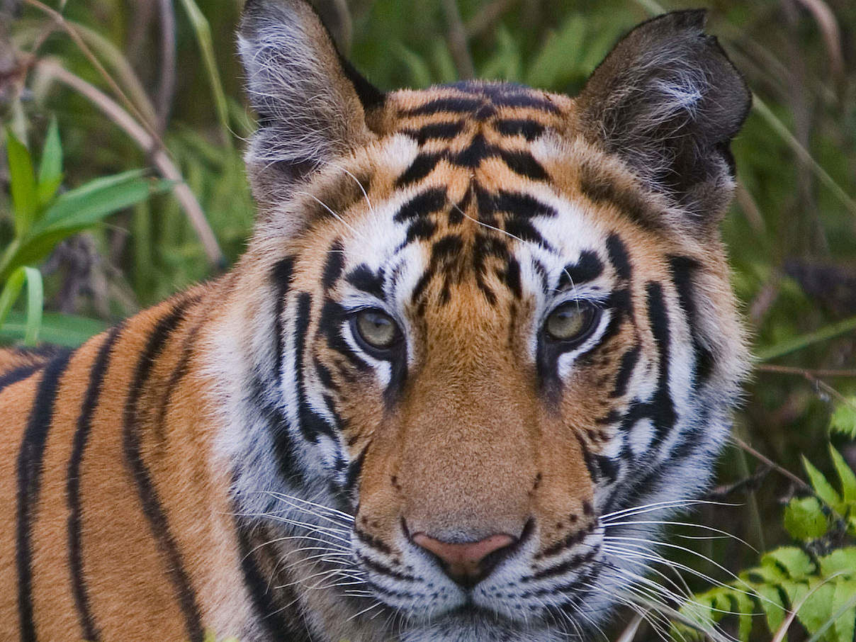 Bengal-Tiger im Bandhavgarh National Park in Indien © Theo Allofs / WWF USA