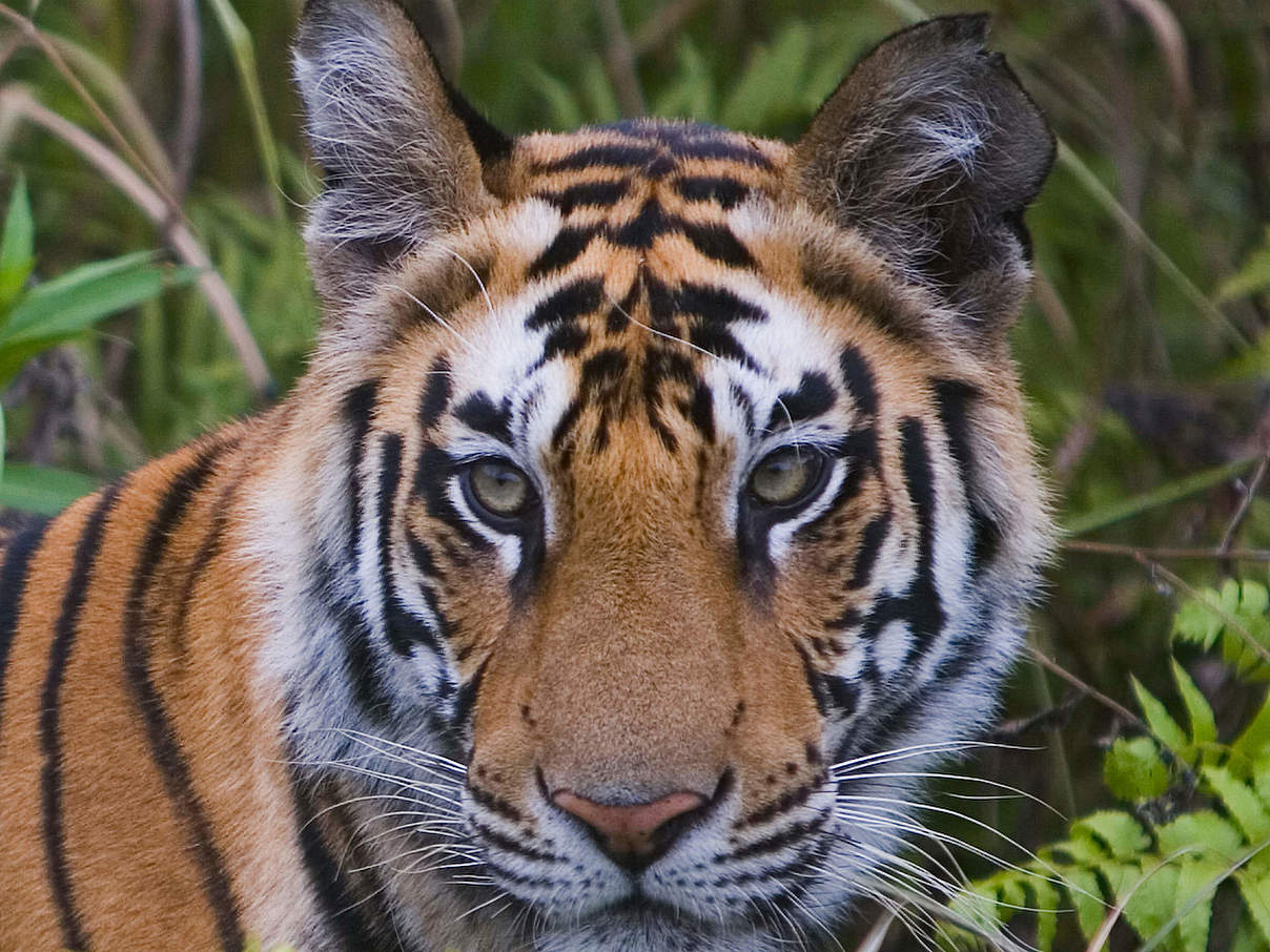Bengal-Tiger im Bandhavgarh National Park in Indien © Theo Allofs / WWF USA