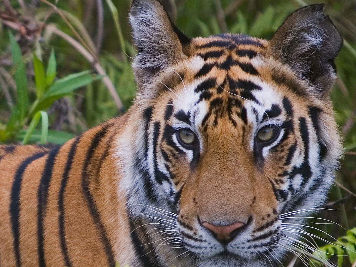 Bengal-Tiger im Bandhavgarh National Park in Indien © Theo Allofs / WWF USA