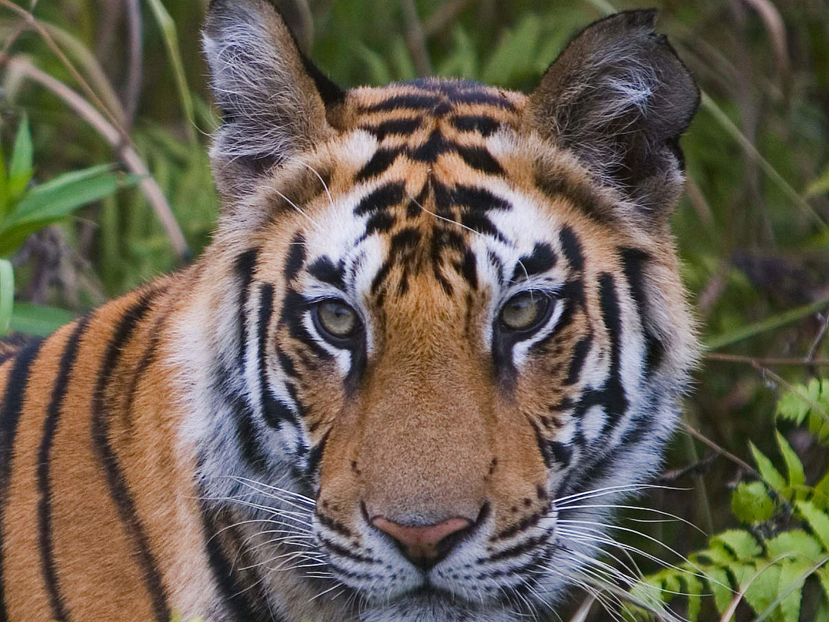 Bengal-Tiger im Bandhavgarh National Park in Indien © Theo Allofs / WWF USA