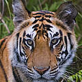 Bengal-Tiger im Bandhavgarh National Park in Indien © Theo Allofs / WWF USA
