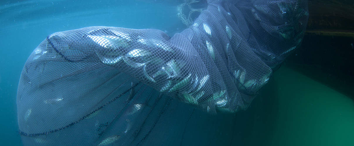 Fische im Netz © mgokalp / iStock GettyImages