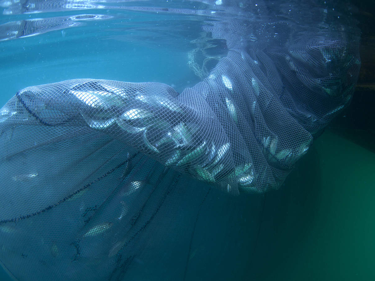 Fische im Netz © mgokalp / iStock GettyImages