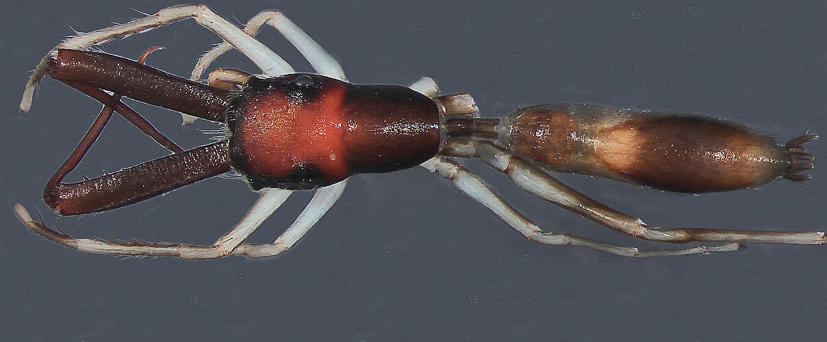 Spinne "Myrmarachne salongensis" © Pett et al