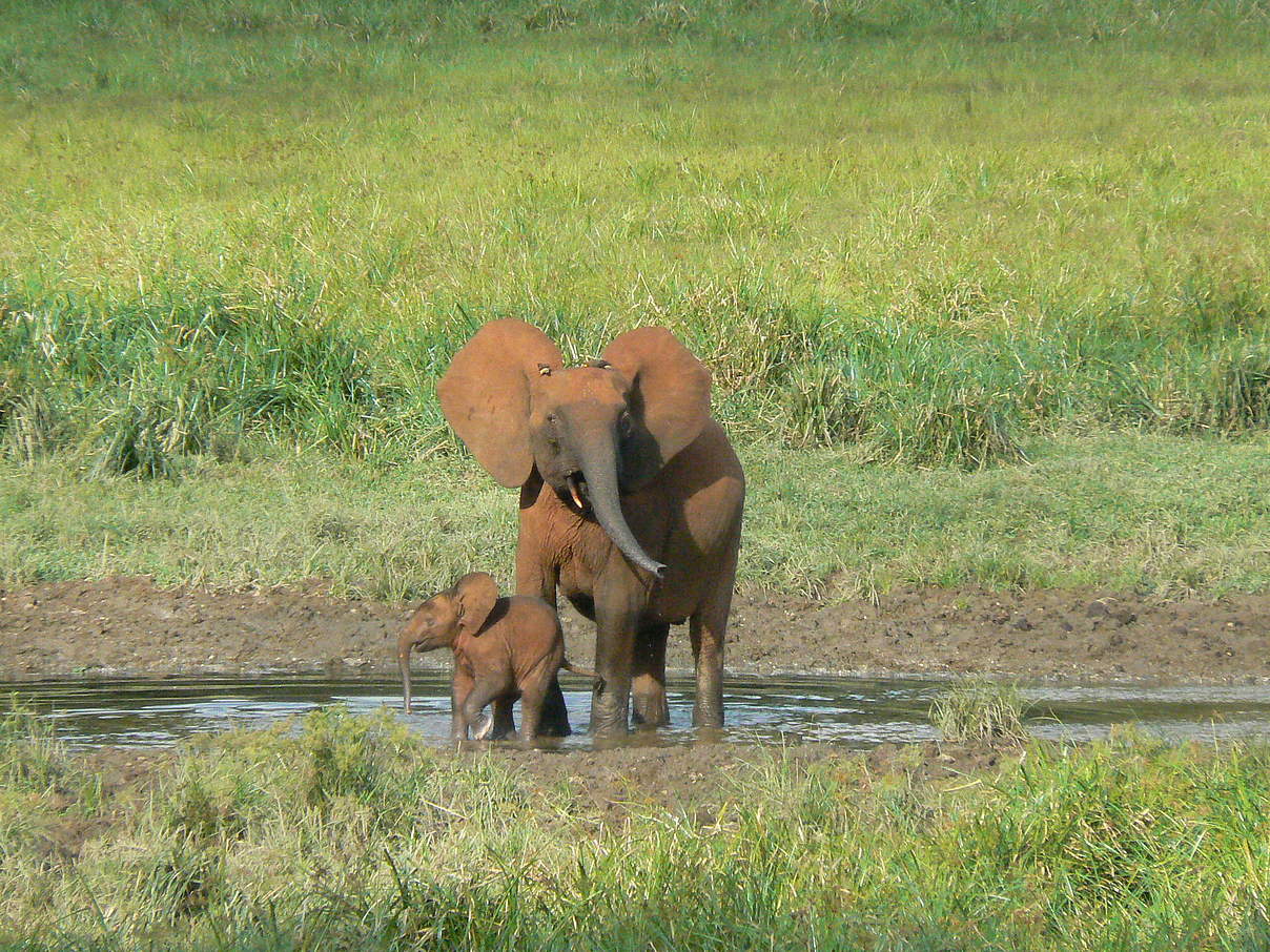 Afrikanischer Waldelefant mit Jungem © Jaap van der Waarde / WWF Niederlande