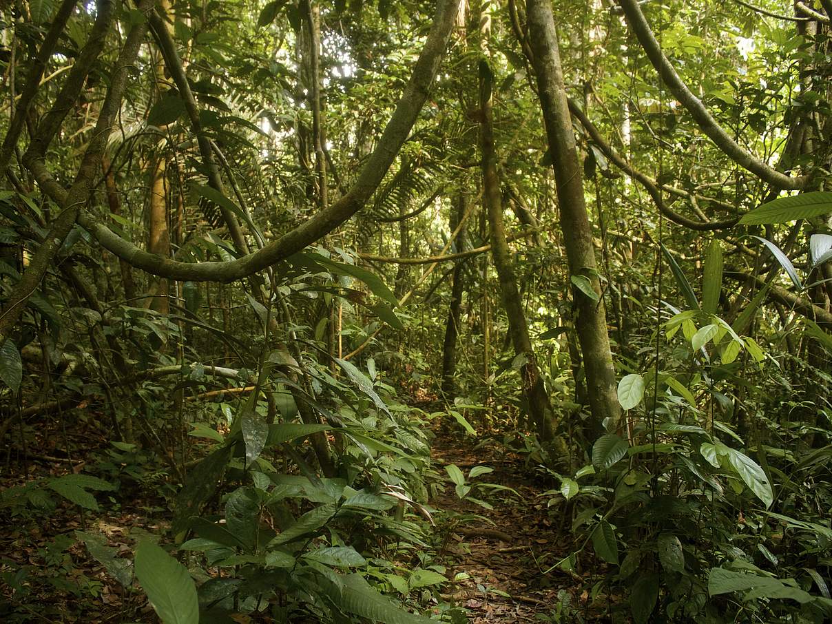 Der Amazonas-Regenwald in Brasilien © iStock / Getty Images