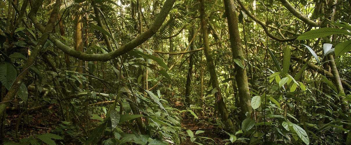 Der Amazonas-Regenwald in Brasilien © iStock / Getty Images