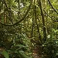 Der Amazonas-Regenwald in Brasilien © iStock / Getty Images