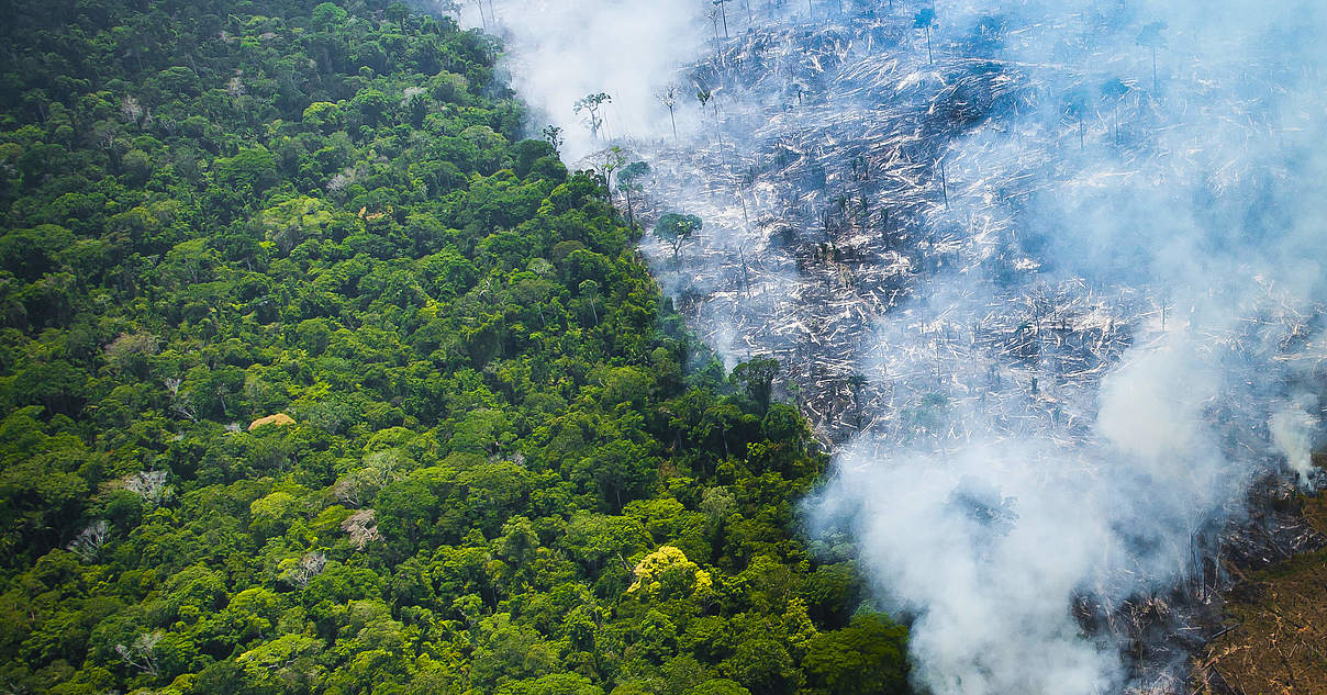 Der Amazonas Vor Dem Kollaps Hochste Zeit Zu Handeln