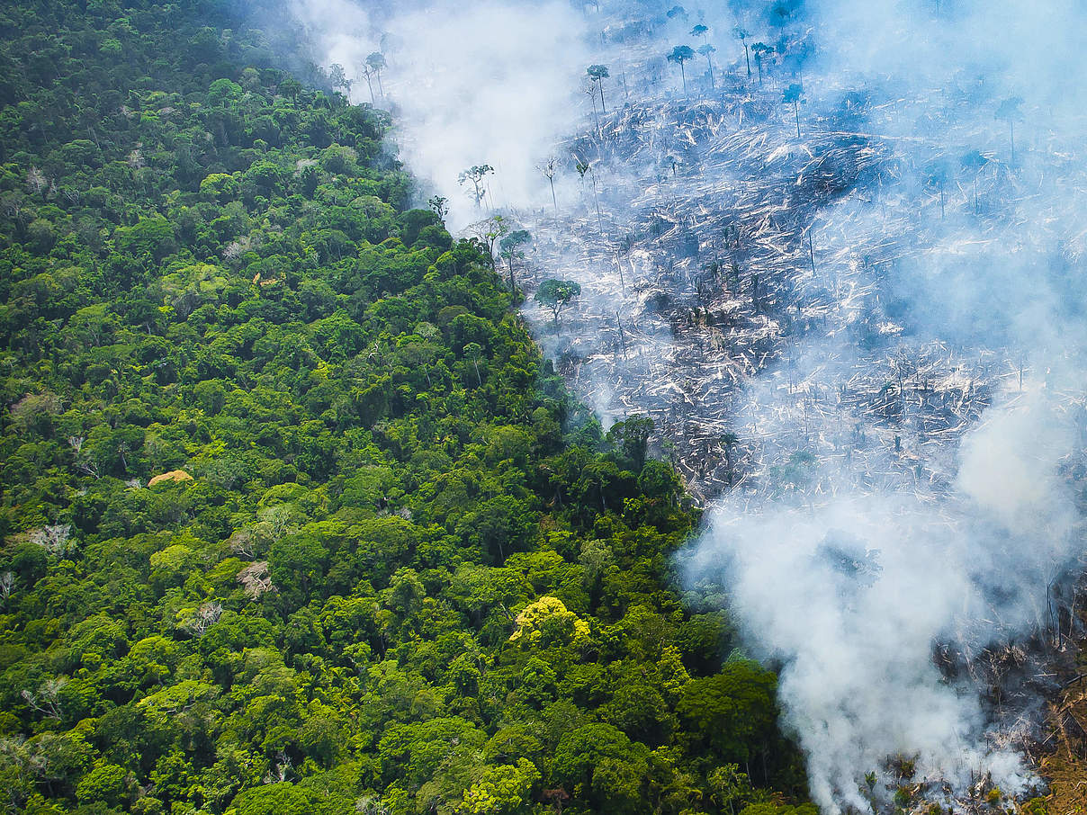 Brände in Amazonien © Araquem Alcantara / WWF Brasilien