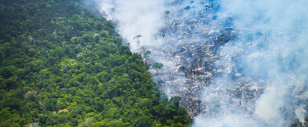 Brände in Amazonien © Araquem Alcantara / WWF Brasilien