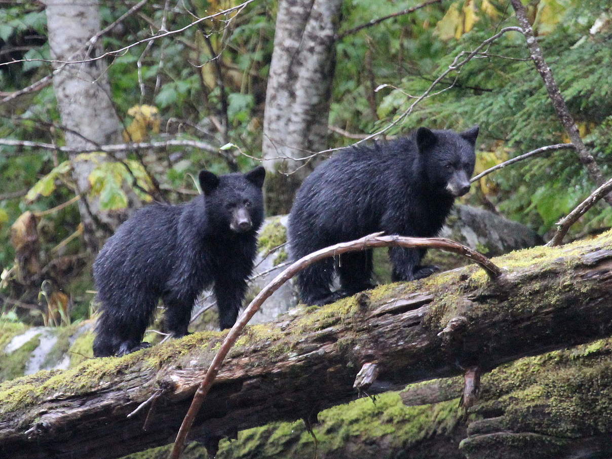 Zwei Amerikanische Schwarzbären (Jungtiere) © Natalie Bowes / WWF-Canada