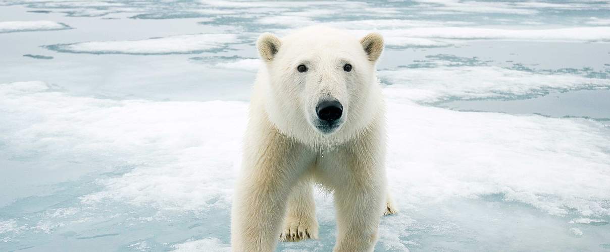 Mit dem Verschwinden des arktischen Eises verändert sich das Ökosystem der Eisbären so rapide, dass den Tieren zur Anpassung kaum Zeit bleibt. Foto: Steven Kazlowski / naturepl.com