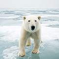 Mit dem Verschwinden des arktischen Eises verändert sich das Ökosystem der Eisbären so rapide, dass den Tieren zur Anpassung kaum Zeit bleibt. Foto: Steven Kazlowski / naturepl.com