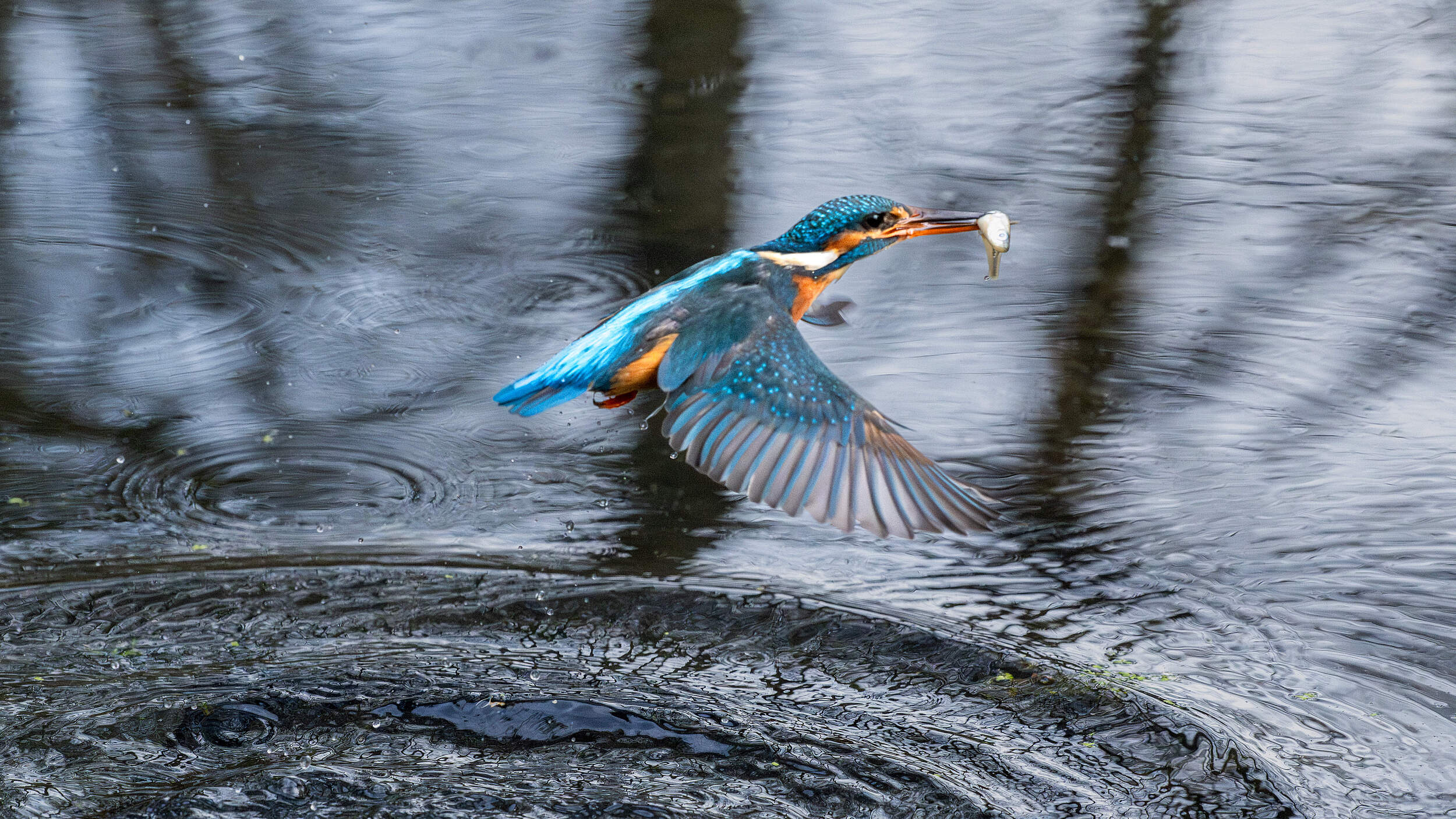 Eisvogel taucht mit Beute aus Wasseroberfläche auf