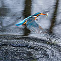 Eisvogel taucht mit Beute aus Wasseroberfläche auf