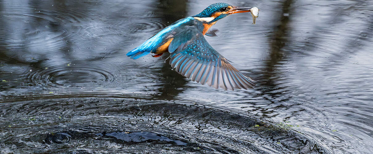 Eisvogel taucht mit Beute aus Wasseroberfläche auf