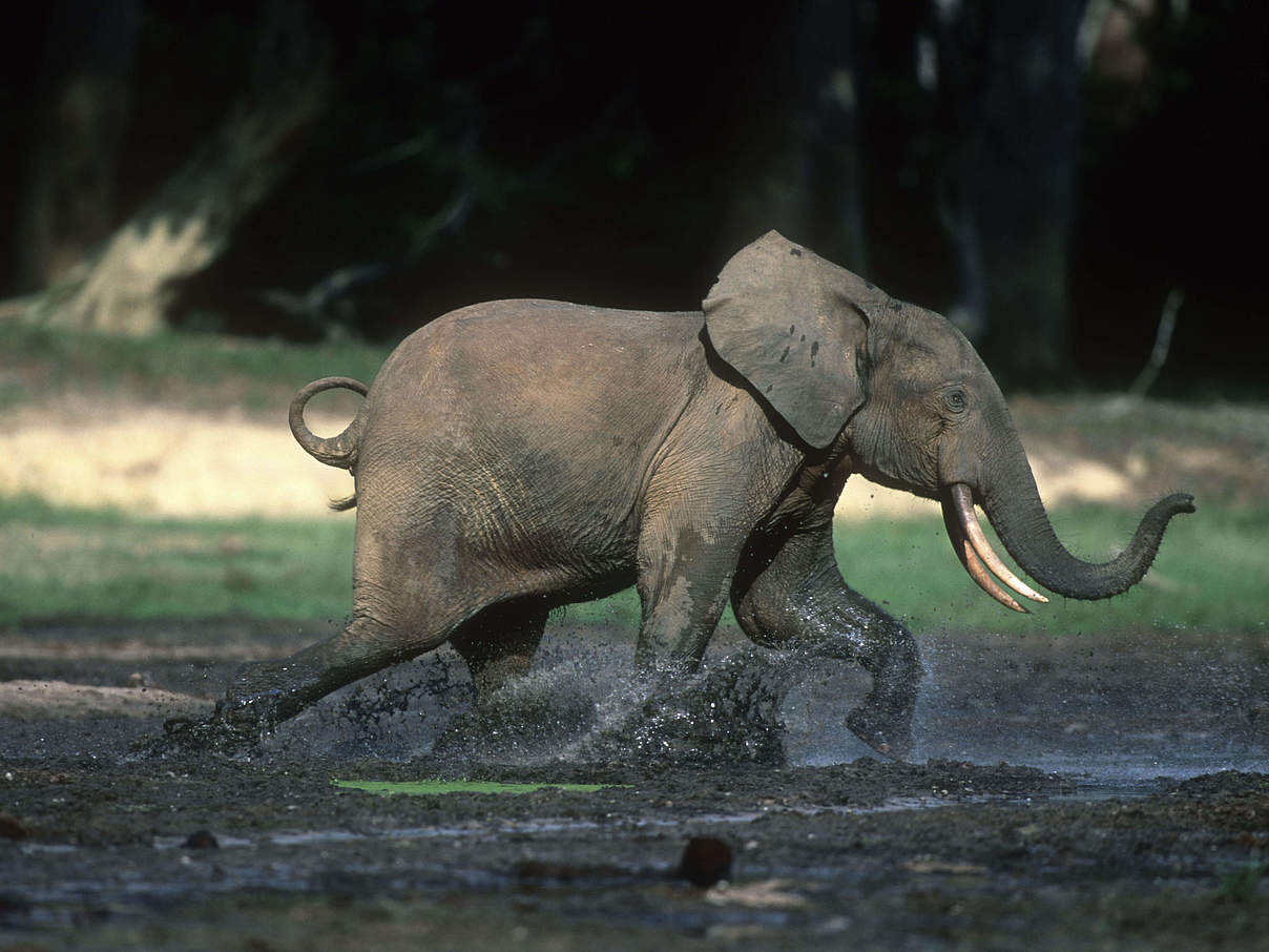 Junger Afrikanischer Waldelefant rennt im Schlamm © Martin Harvey / WWF