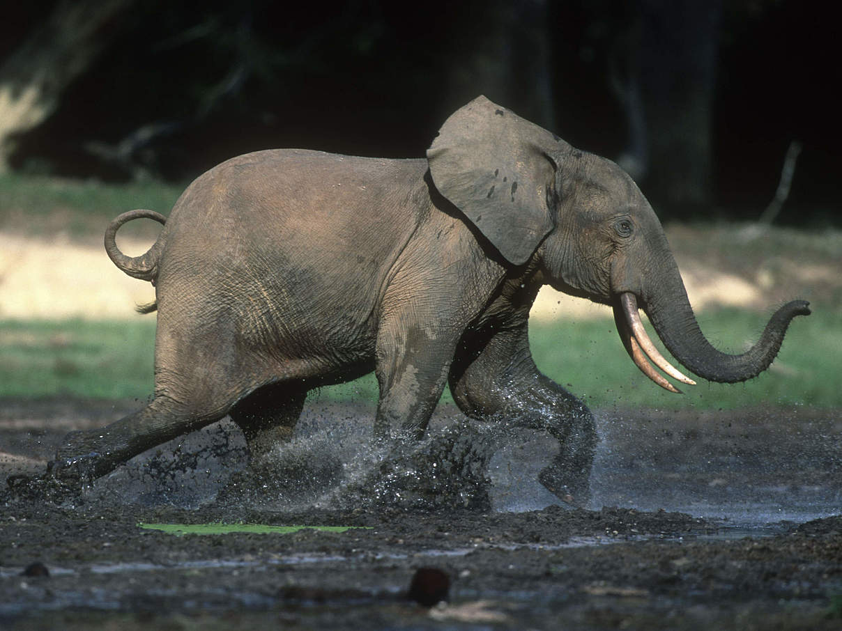 Junger Afrikanischer Waldelefant rennt im Schlamm © Martin Harvey / WWF