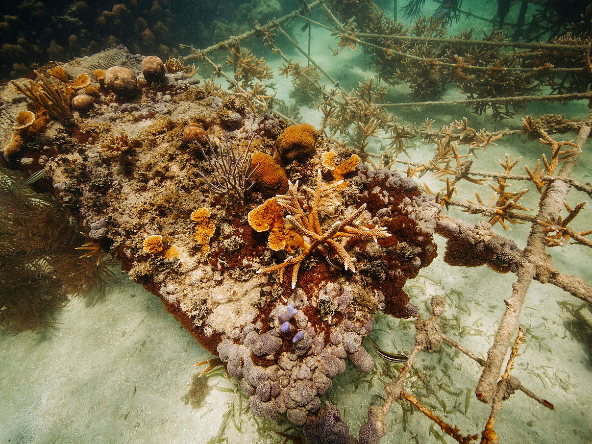 Unterwasser-Gärtnerei für Korallen © Audra Melton / WWF-US