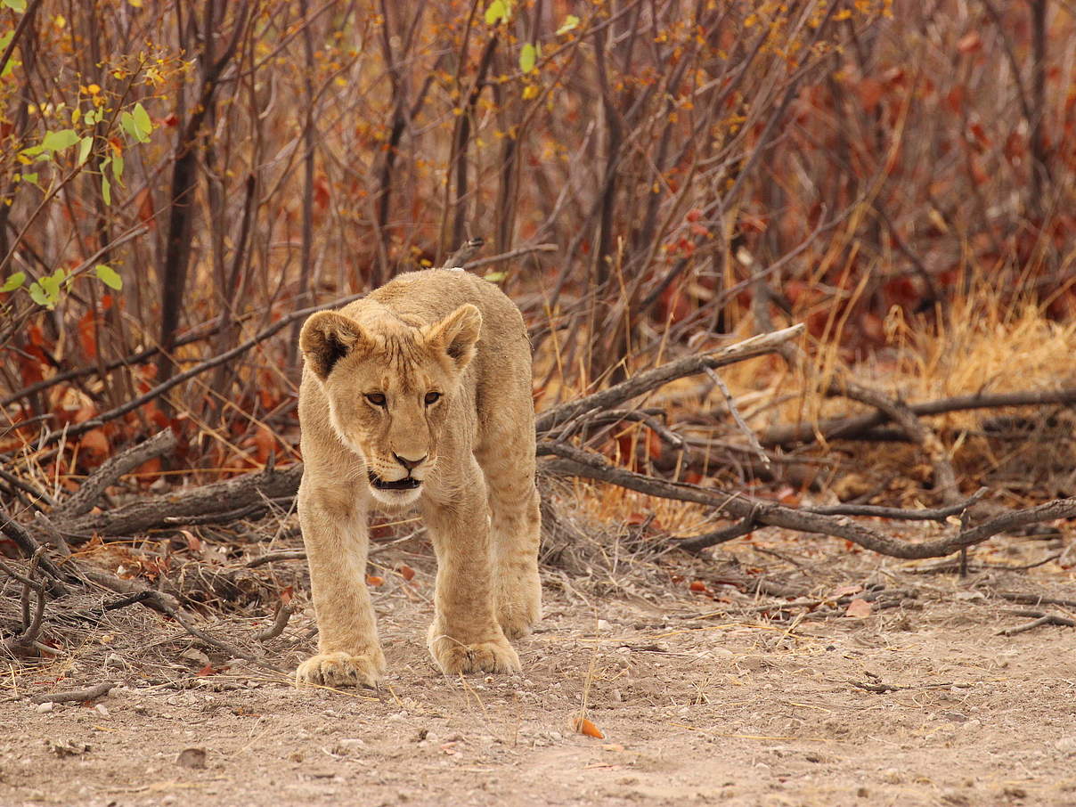 Löwe © Tania Curry / WWF-US