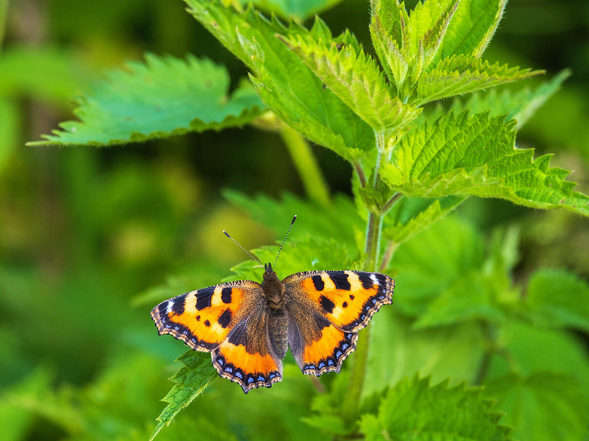 Schmetterling an Brennnessel