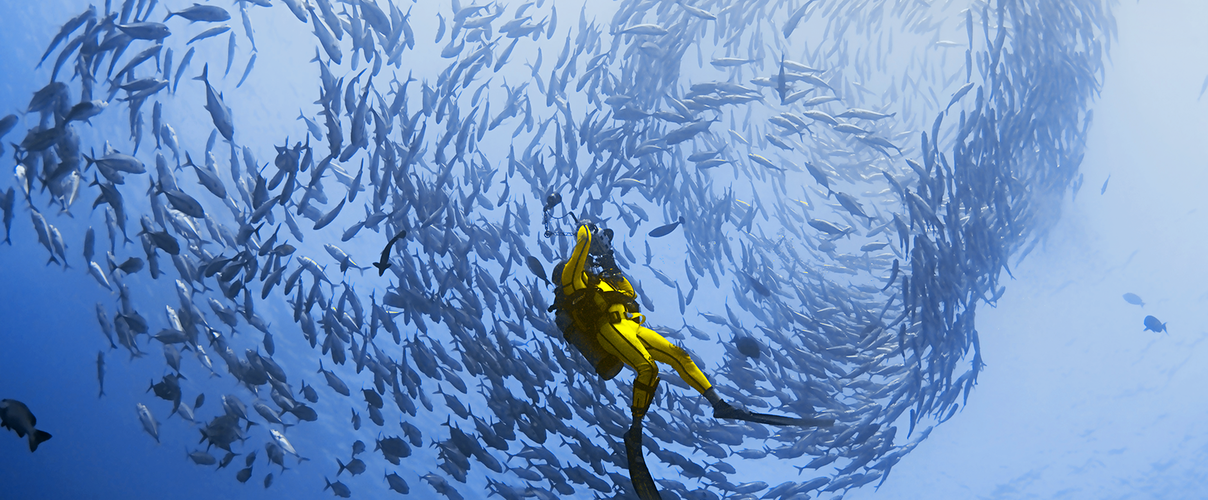 Taucher im Fischschwarm © Robert Delfs / WWF Canon