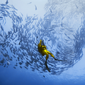 Taucher im Fischschwarm © Robert Delfs / WWF Canon