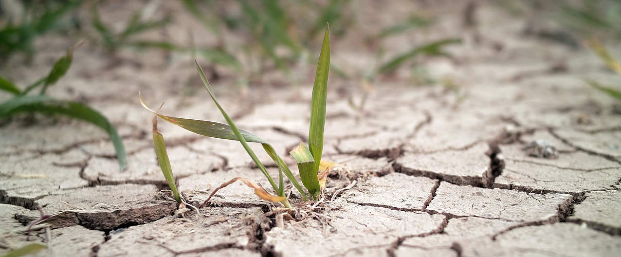 Weizenfeld bei Dürre © GettyImages