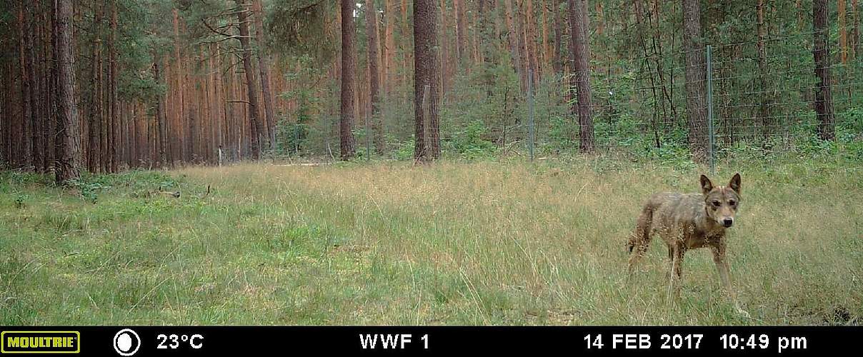 Kamerafallen-Bild eines Wolfes © WWF Deutschland