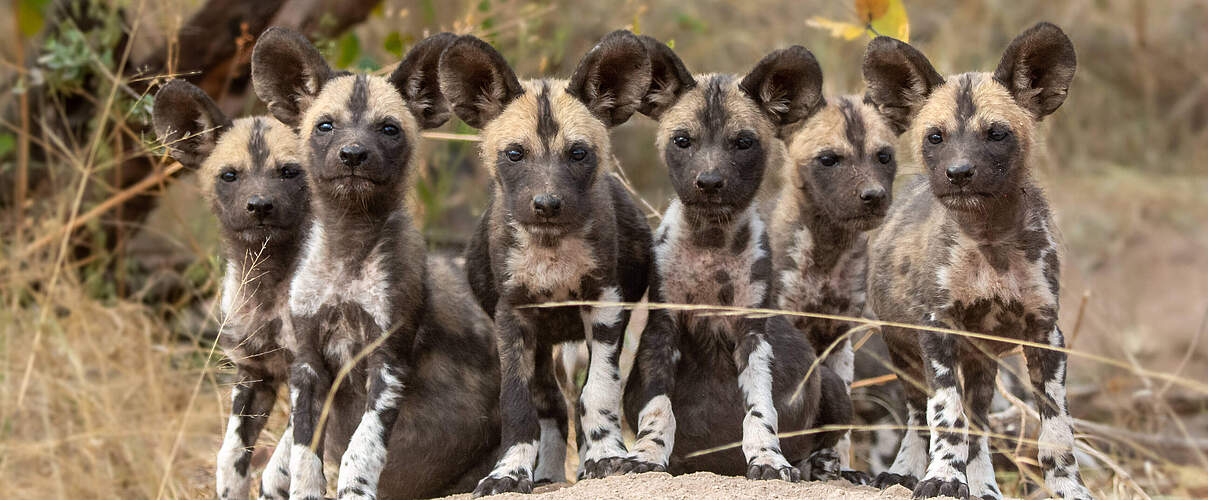 Es gibt Würfe mit bis zu 21 Jungtieren. Allerdings überleben nur wenige