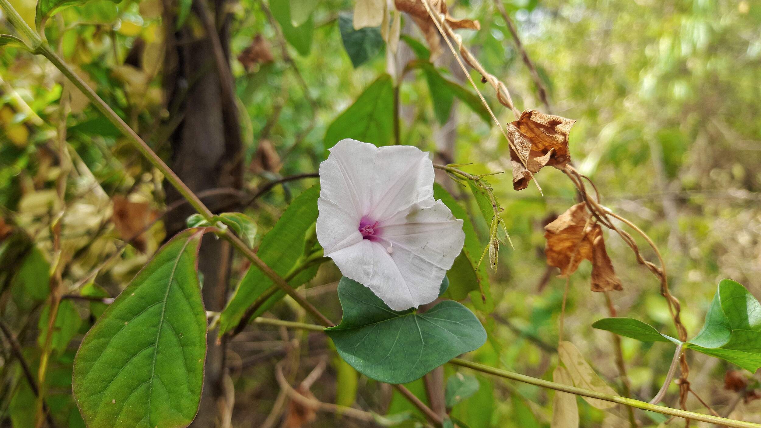 Eine zartrose blühende Ipomea-Blüte, auch Prunkwinde genannt.
