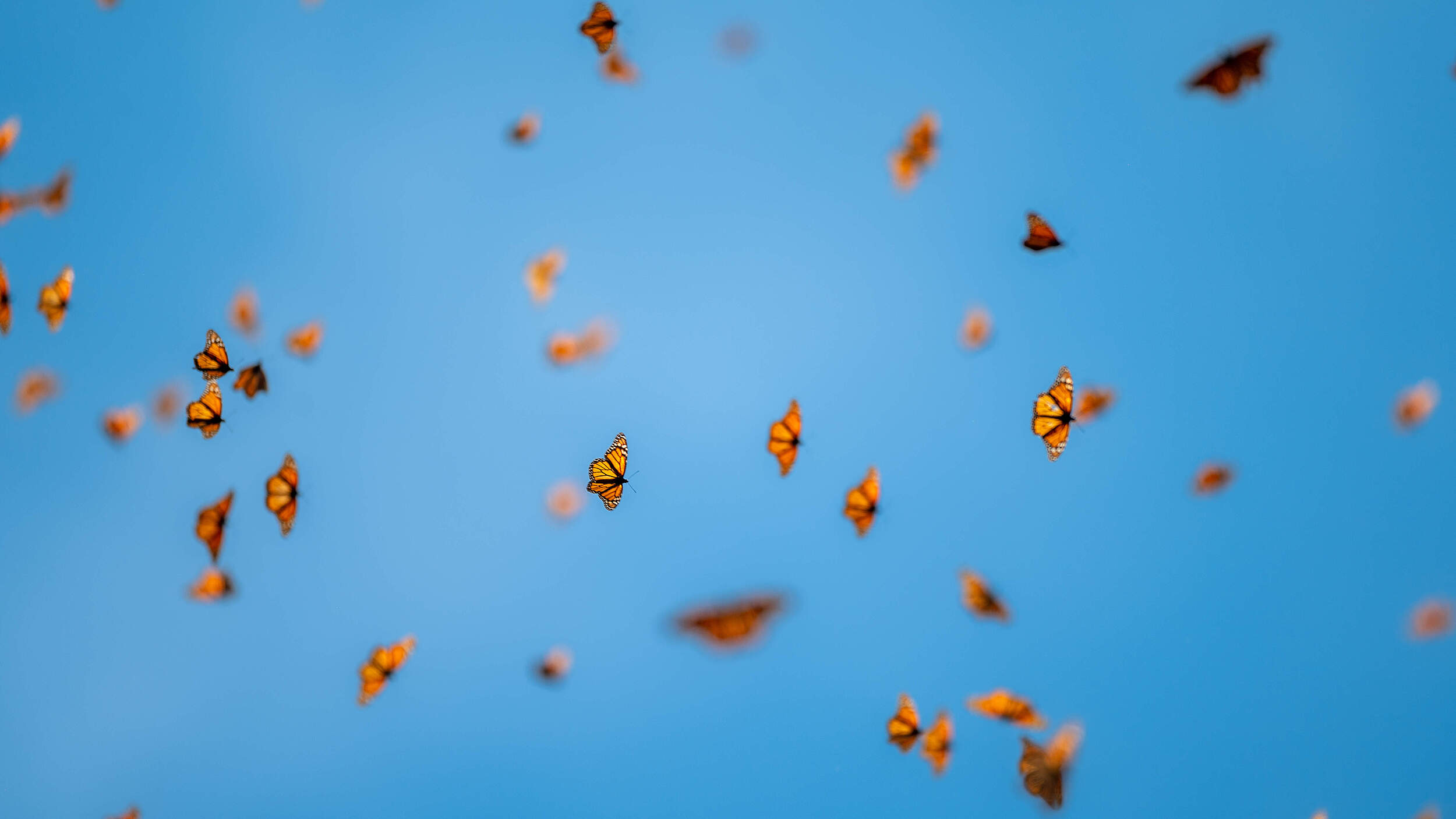 Tausende Monarchfalter (Danaus plexippus) in der Sierra Chincua in Mexiko
