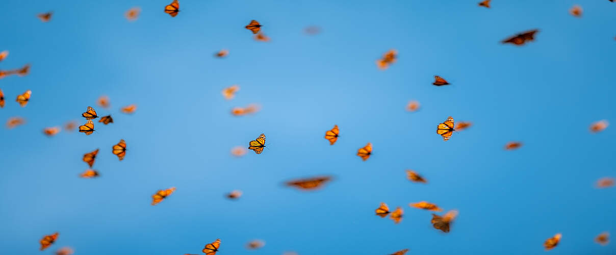 Tausende Monarchfalter (Danaus plexippus) in der Sierra Chincua in Mexiko