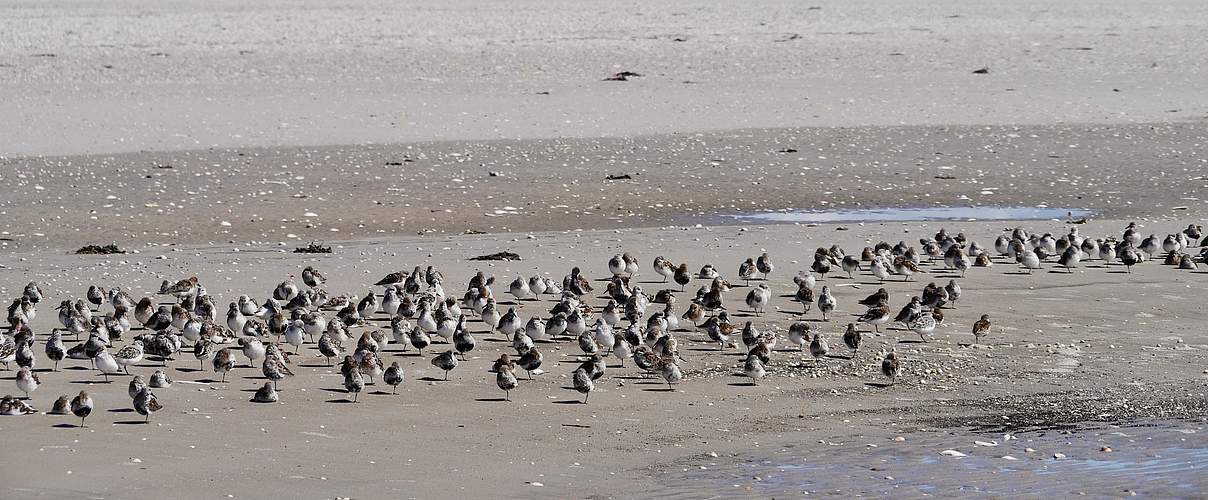 Sanderling-Rastplatz im Wattenmeer © Hans-Ulrich Rösner / WWF