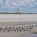 Sanderling-Rastplatz im Wattenmeer © Hans-Ulrich Rösner / WWF