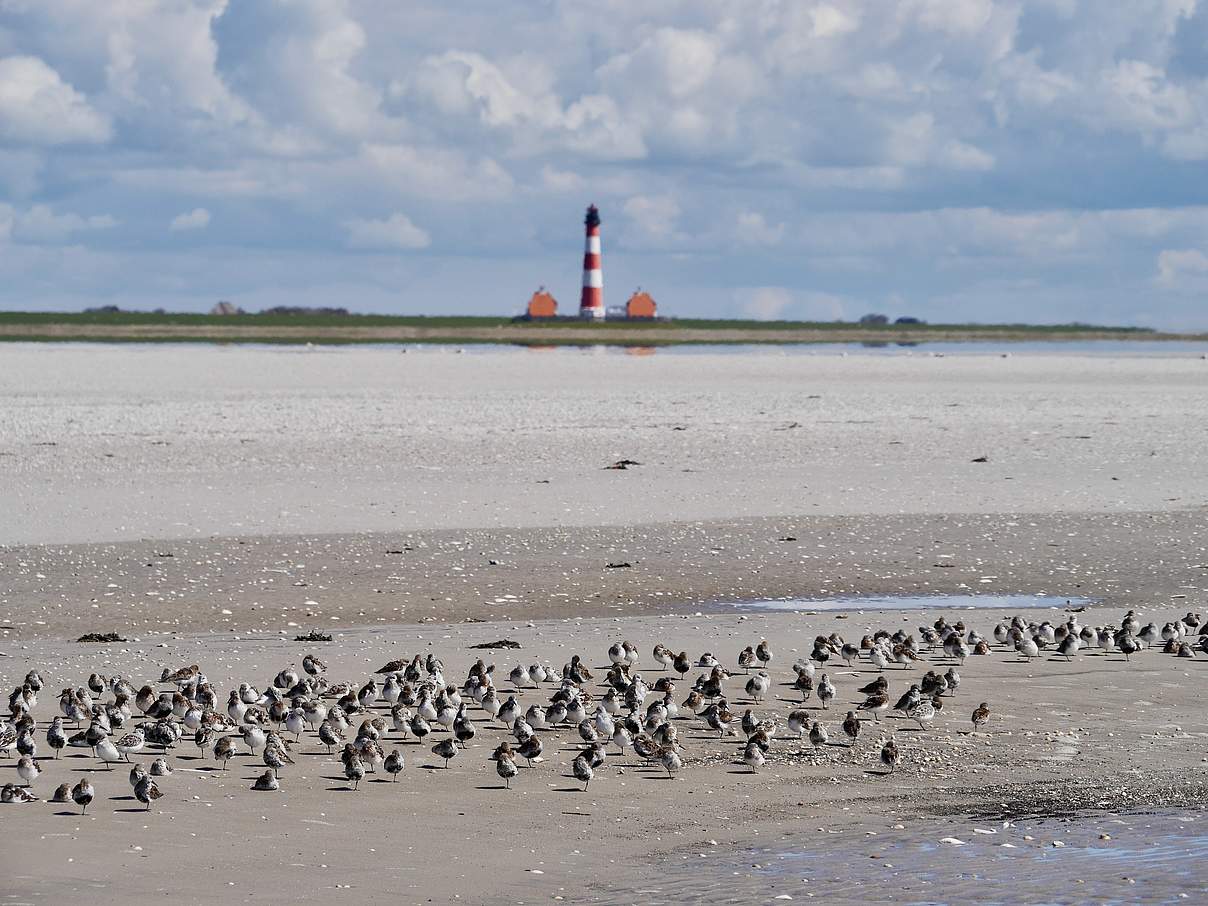 Sanderling-Rastplatz im Wattenmeer © Hans-Ulrich Rösner / WWF