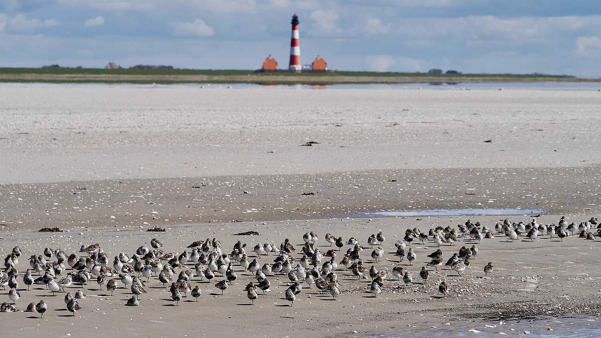 Sanderling-Rastplatz im Wattenmeer © Hans-Ulrich Rösner / WWF