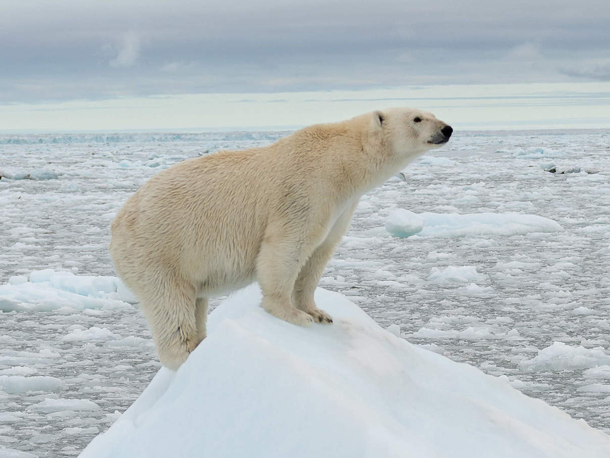 Ein Eisbär auf einer Eisscholle © Richard Barrett / WWF-UK