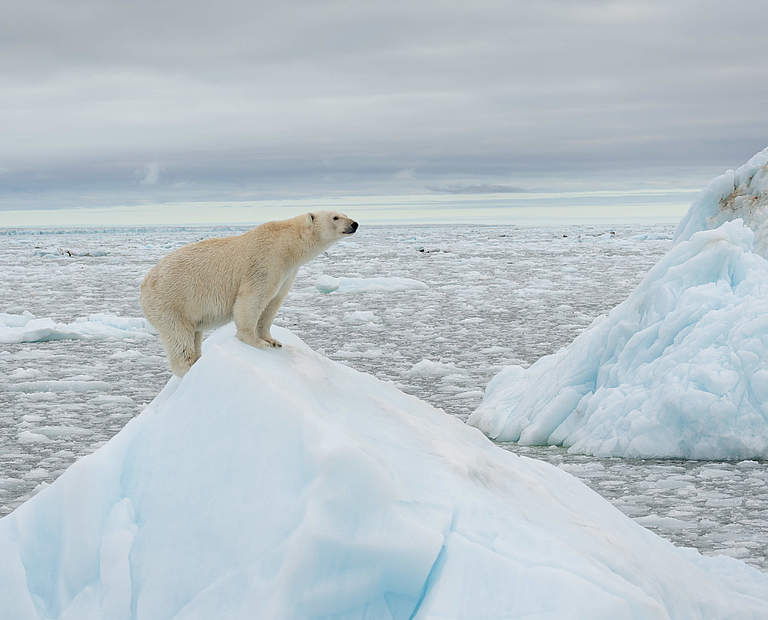 Ein Eisbär auf einer Eisscholle © Richard Barrett / WWF-UK