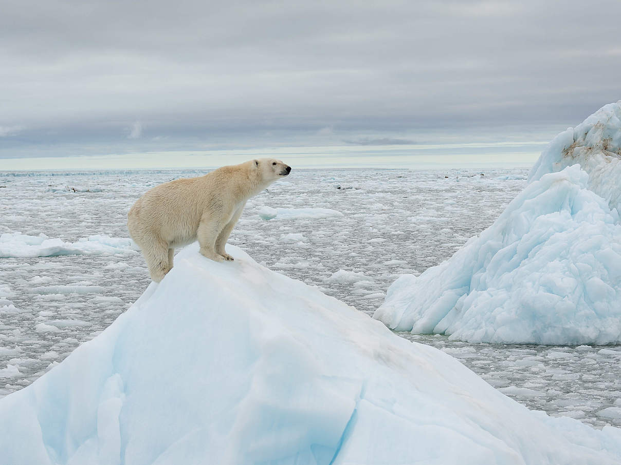 Ein Eisbär auf einer Eisscholle © Richard Barrett / WWF-UK