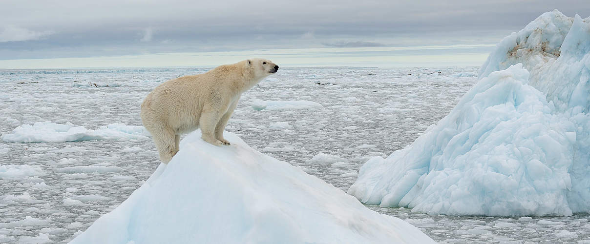 Ein Eisbär auf einer Eisscholle © Richard Barrett / WWF-UK