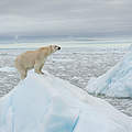 Ein Eisbär auf einer Eisscholle © Richard Barrett / WWF-UK