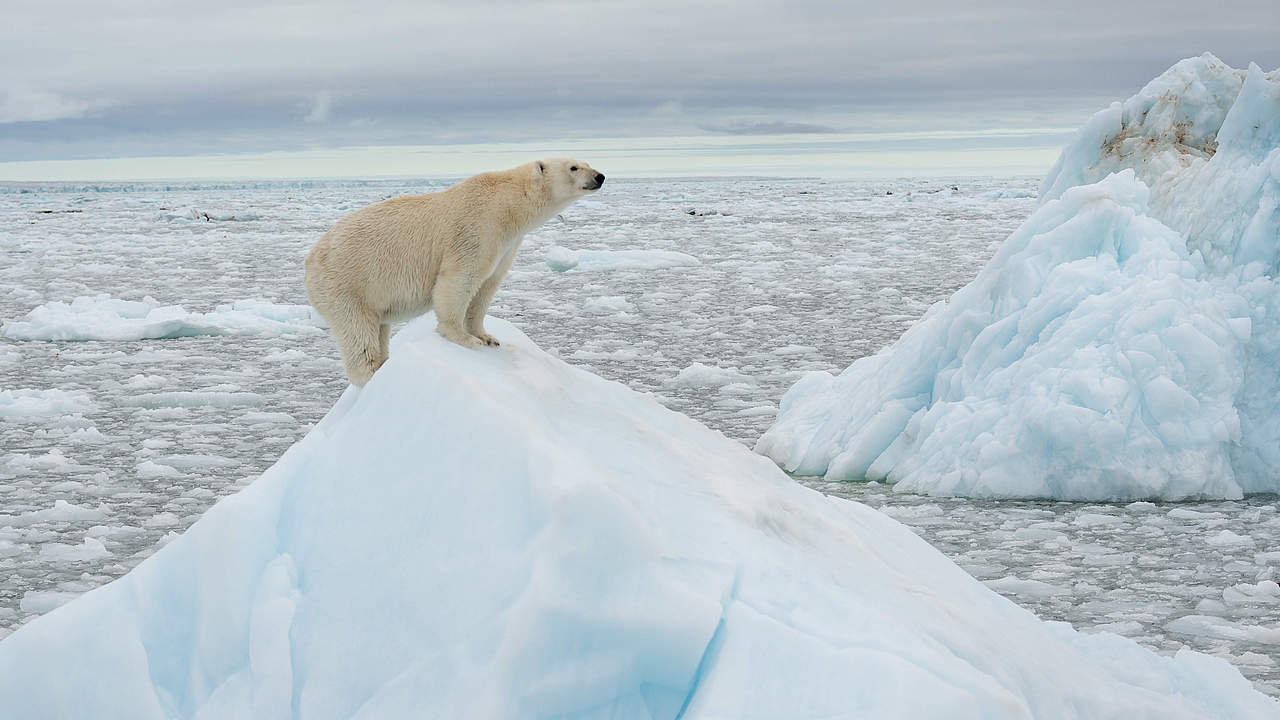 Ein Eisbär auf einer Eisscholle © Richard Barrett / WWF-UK