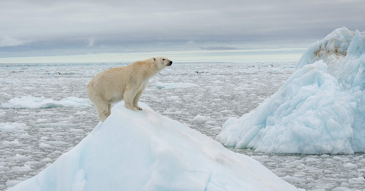 Eisbären in Not WWF
