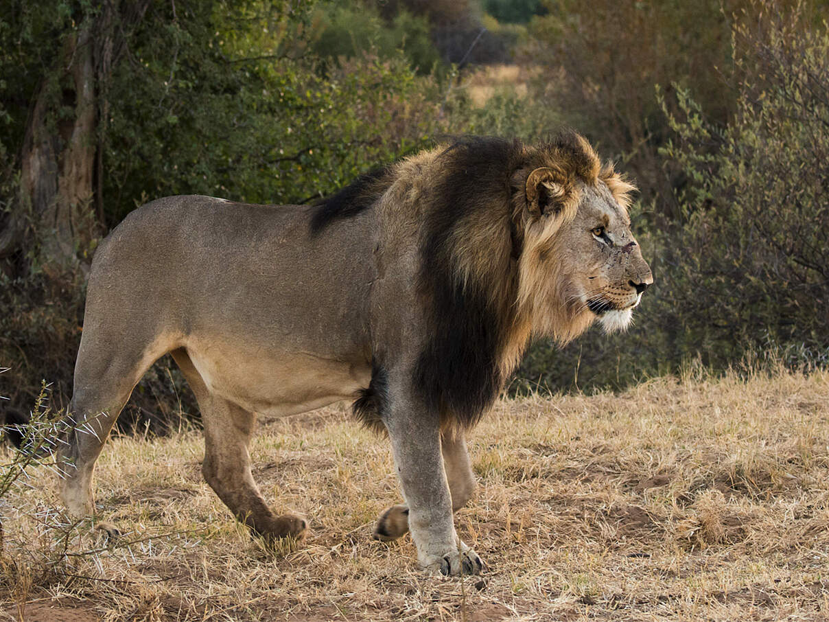 Löwe in Afrika © Ralph Frank / WWF