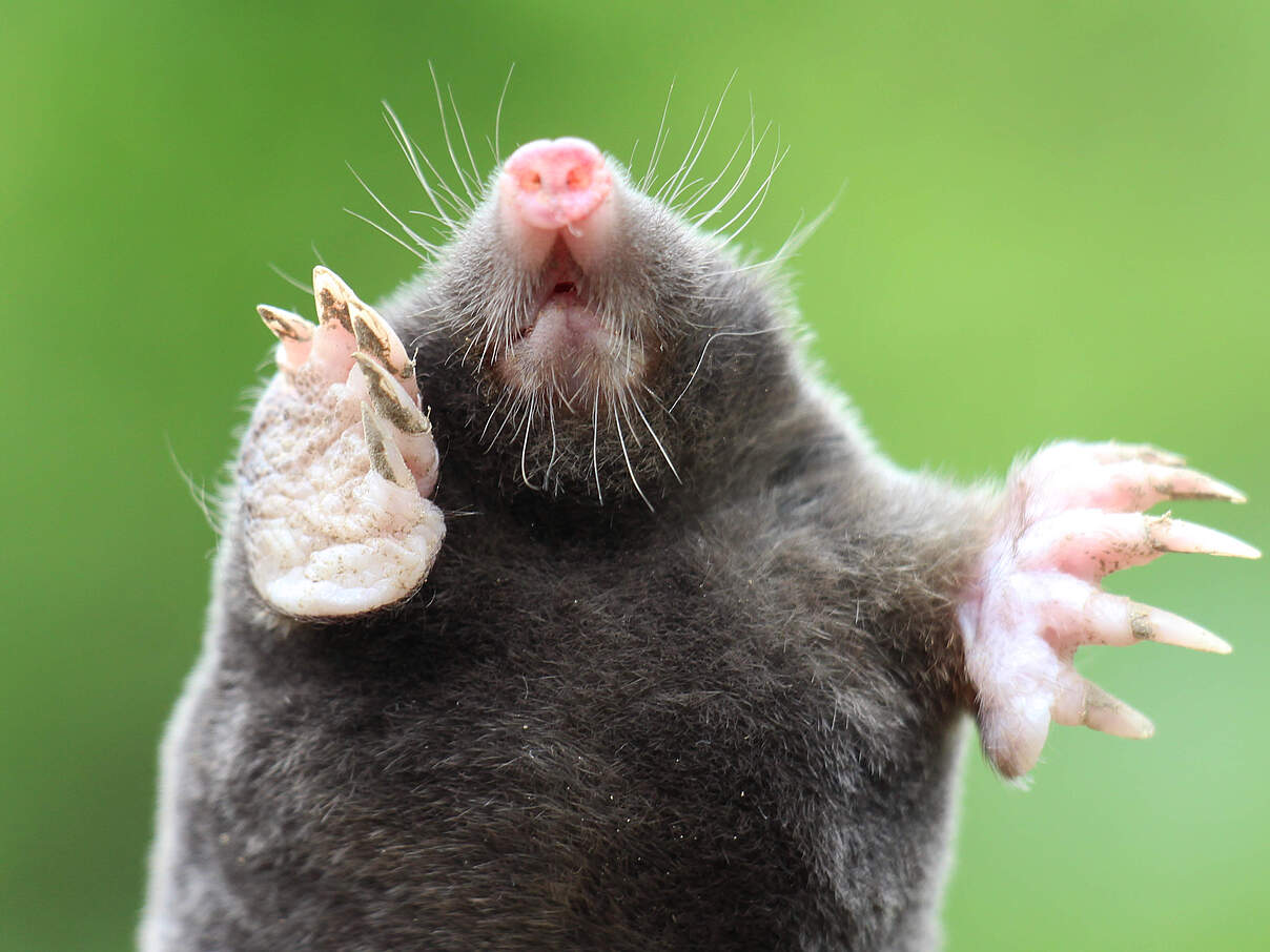 Nahaufnahme eines Maulwurfs