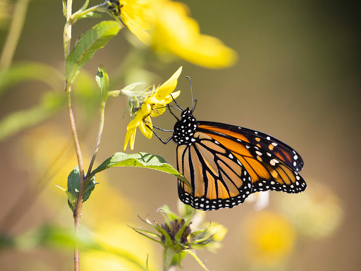 Monarchfalter © naturepl.com / Lynn M. Stone / WWF