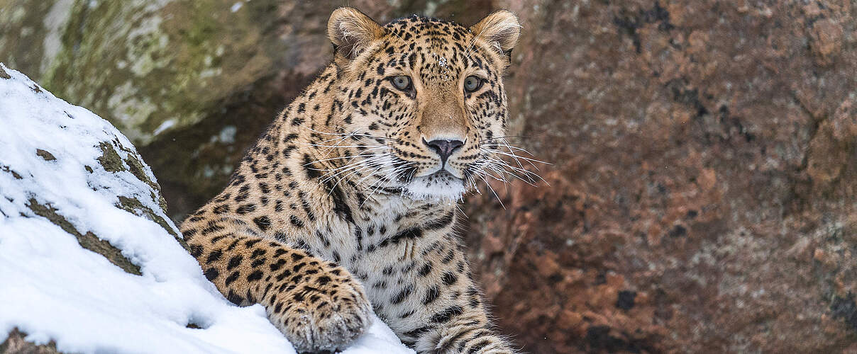 Persischer Leopard © Ola Jennersten / WWF-Sweden